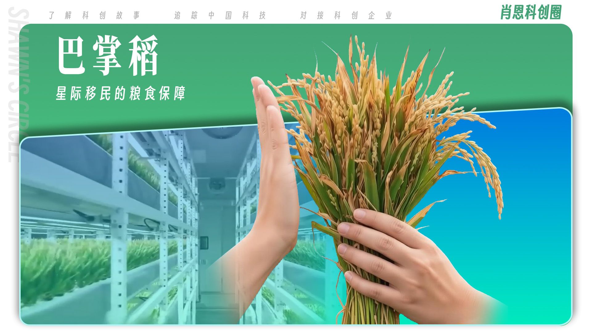 中国研发出了超矮水稻 身高只有30厘米的巴掌稻，可能是未来星际移民的粮食保障