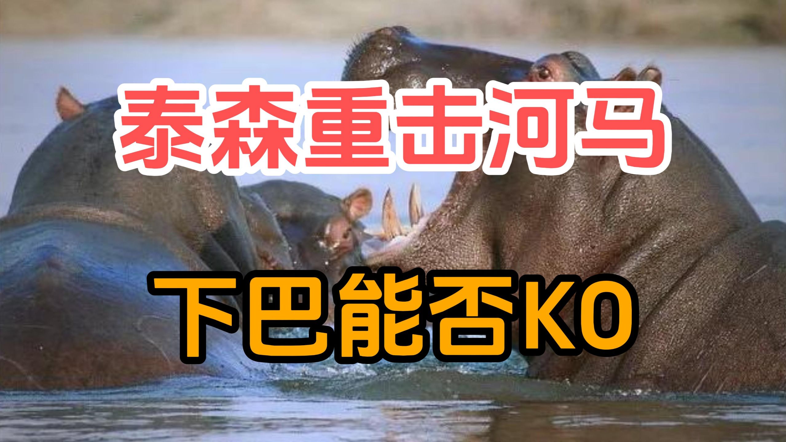 泰森一拳打在成年河马的下巴上，能不能KO河马？