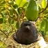 黑卷尾育雏，这鸟巢选的真不错，头顶就有食物