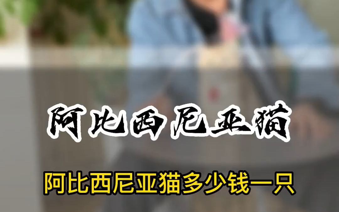 阿比西尼亚猫价格 阿比西尼亚猫多少块钱一只 猫多少钱一只 买猫 买猫避坑