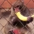 猴子：吃你*！劳资不吃了！