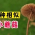 4种相似的小蘑菇：黄盖小脆柄菇、绒柄裸脚伞、紫条沟小皮伞、硬柄小皮伞