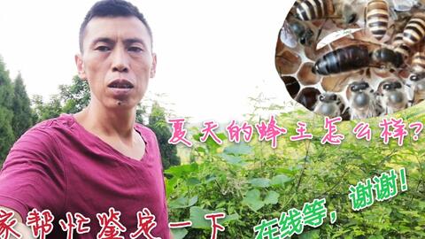 怎么样才能快速找蜂王 a745622f9d09e08e0574282bab5f574dc48b7d8b.jpg@480w_270h_1c