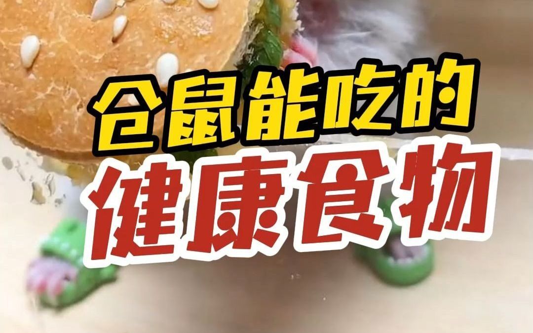 鼠鼠超喜欢你喂这些食物