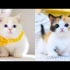 Baby_Cats_-_Cute_and_Funny_Cat_Videos_Compilation_15_Aww_Ani