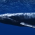 【舒眠向•鲸】鲸 声 （水底音效）