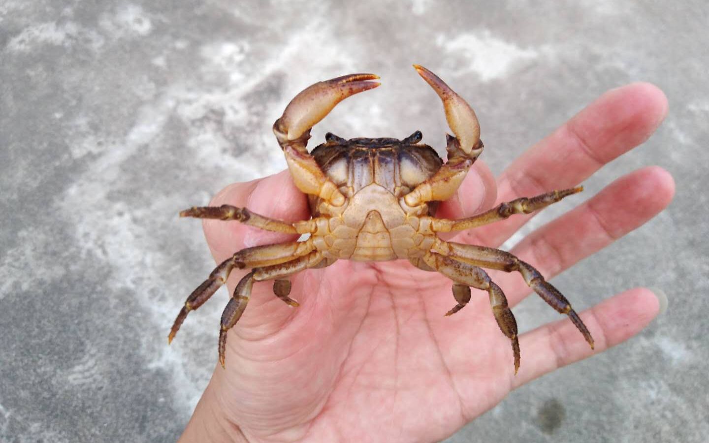 河里抓的螃蟹真有寄生虫?可以吃吗?小编带大家来揭秘