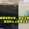 小狗被困旱厕半年，靠吃大粪苟活，幸得好心人救援上岸