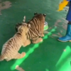 小白虎在育幼混熟了