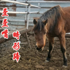 今天看见一匹马长得很奇怪，嘴巴是歪的，后蹄畸形，真少见