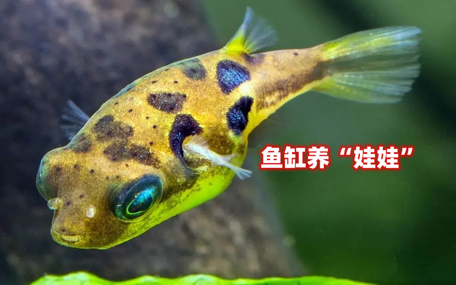气死我了，鱼缸杂螺太多，直接买10条吃螺观赏鱼，一口一个嘎嘣脆