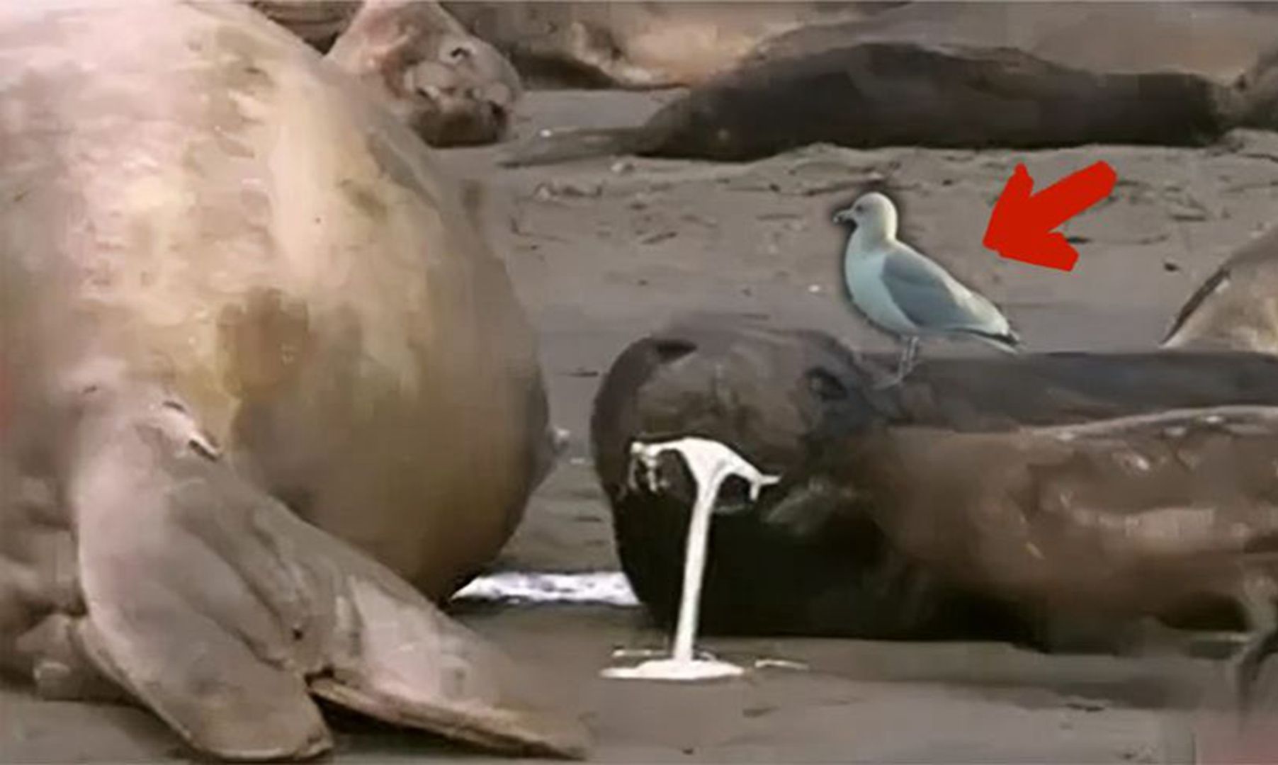 小海豹吃奶“吃到吐”，海鸥都看不下去了，海鸥：真是暴殄天物