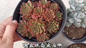 a7c7241d48829c38f878c90aeb0d69324a08adfa.jpg@280w_158h_1c_100q.jpg