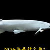 《这是什么鱼》第6期：鳄雀鳝家族—从史前巨兽到“鱼缸终结者