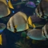 海底世界海洋珊瑚鱼群水族馆LED大屏演示片源 HDR高清4K视频素材