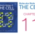 《细胞的分子生物学》第11章 小分子的跨膜运输与膜的电学性质 配套视频（字幕重制版）