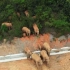 欧美媒体报道:中国西南大象进行迁徙