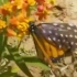 一位女士救下一只翅膀残缺无法飞行的蝴蝶，她悉心照料，找来一片合适的羽毛为它修补了翅膀，还带着它一点一点恢复力量、练习飞行