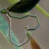 【预告片】神奇生物在雨林：蜻蜓打架 树蛙产卵 跟无穷小亮探秘海南“水塔”