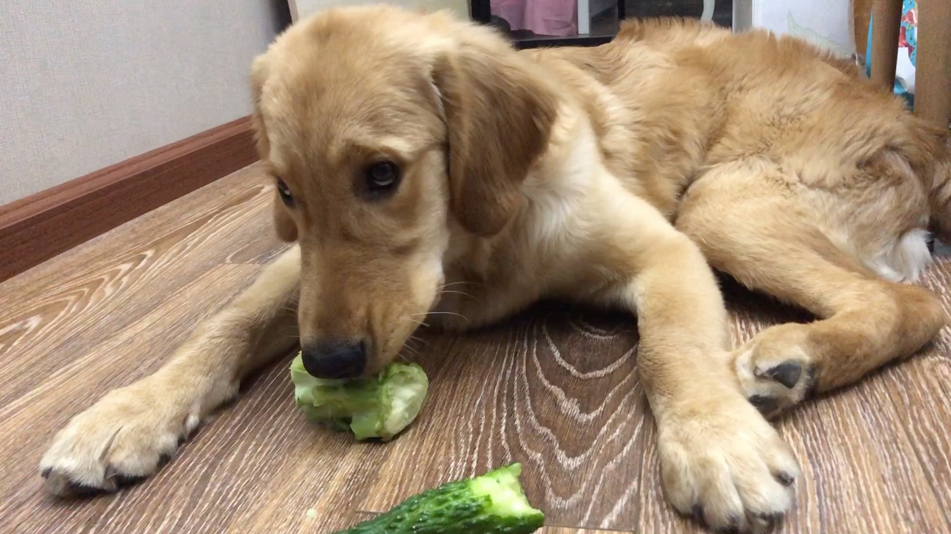 狗狗能吃哪些蔬菜水果和肉-狗狗不能吃哪些水果和蔬菜？