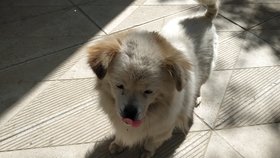 狼狗的叫声的视频 a81d6d39f96f00775202e3c4c60a600413a9f581.jpg@280w_158h_1c_100q.jpg