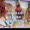 动物解剖：雏鸡的解剖观察