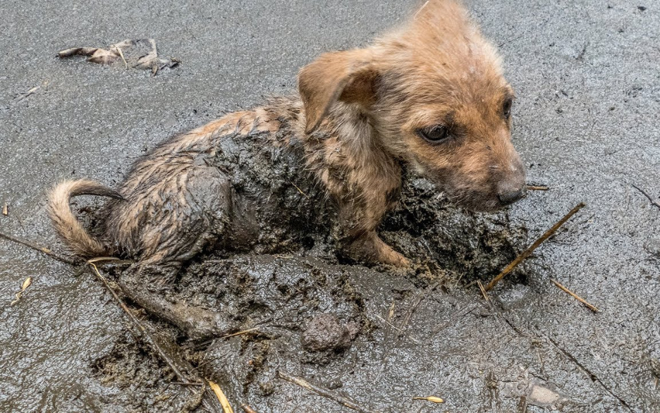 【动物救助】女孩救出在泥泞中挣扎的小狗，暖心！@油兔不二字幕组