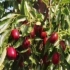 《红枣树》