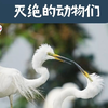 灭绝的动物们，有你认识的吗