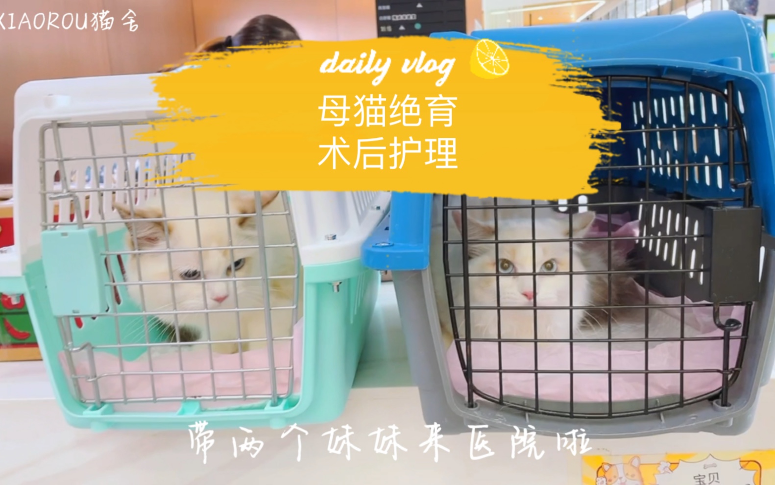 vlog80|装修新猫舍停更一个多月我们回来啦哔哩哔哩bilibili