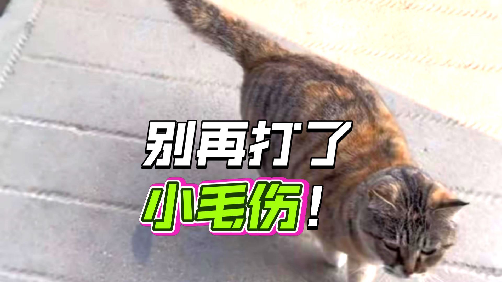 家人们小卖铺撑不住了，最后一次喂了。以后我们有缘再见