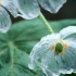 “雨中会变透明的山荷叶花也太美了吧！”