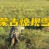 内蒙古大草原惊现雪豹  警民联合救助