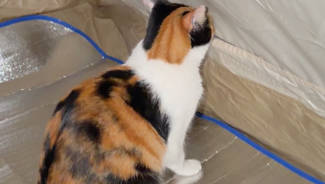 带小猫露营