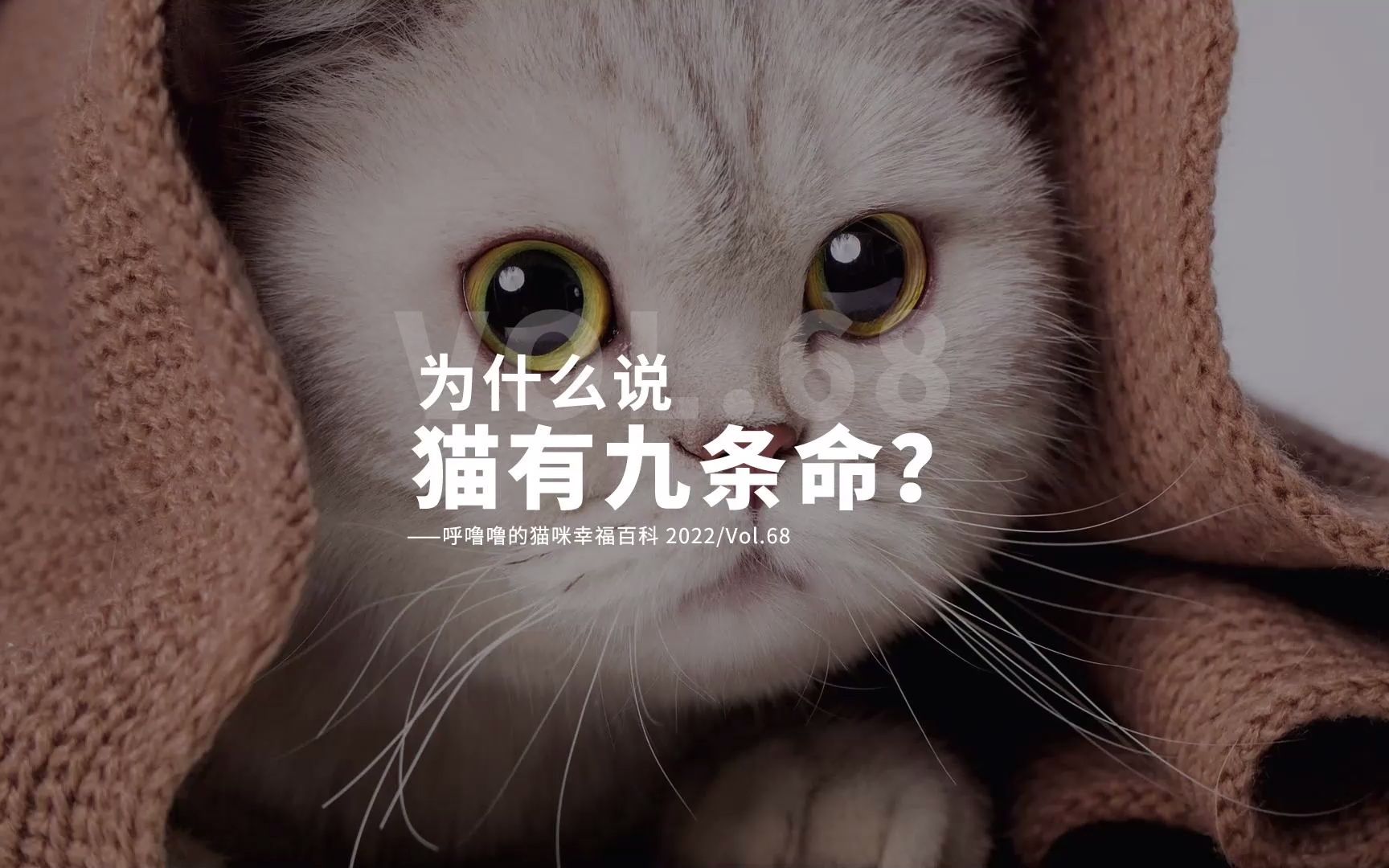 猫咪九条命的说法都是怎么来的？