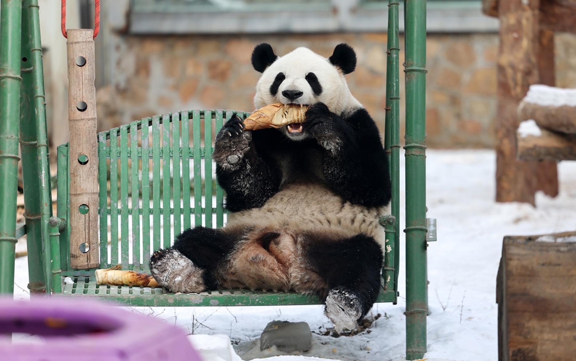 大熊猫福宝有两个妹妹了，爱宝诞下一对雌性双胞胎 - 知乎