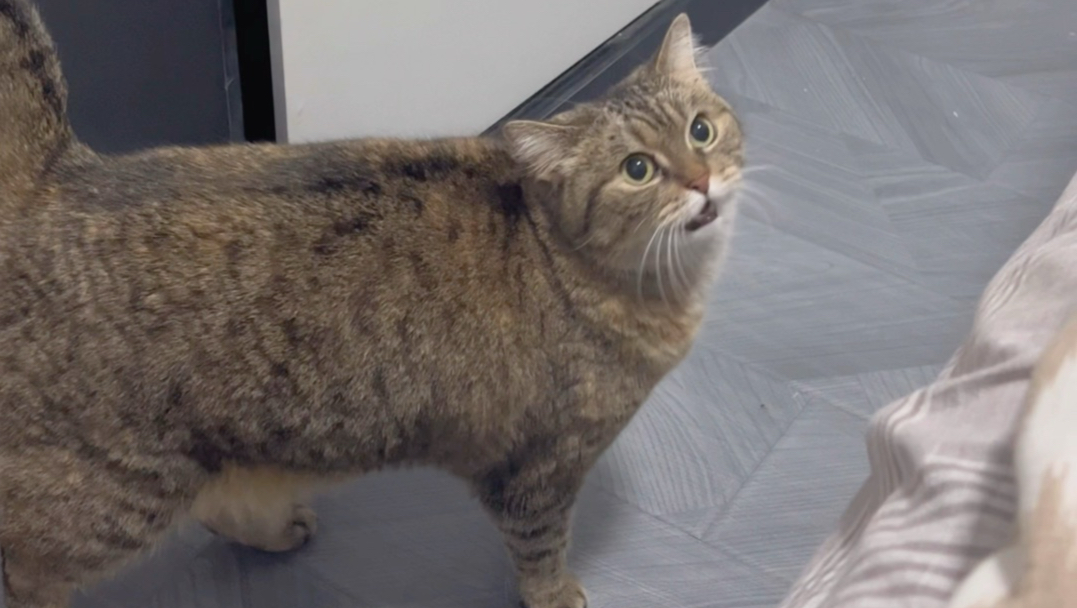 我的猫眼里没有我，只有对大床的渴望。
