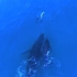 海豚母子与大翅鲸母子