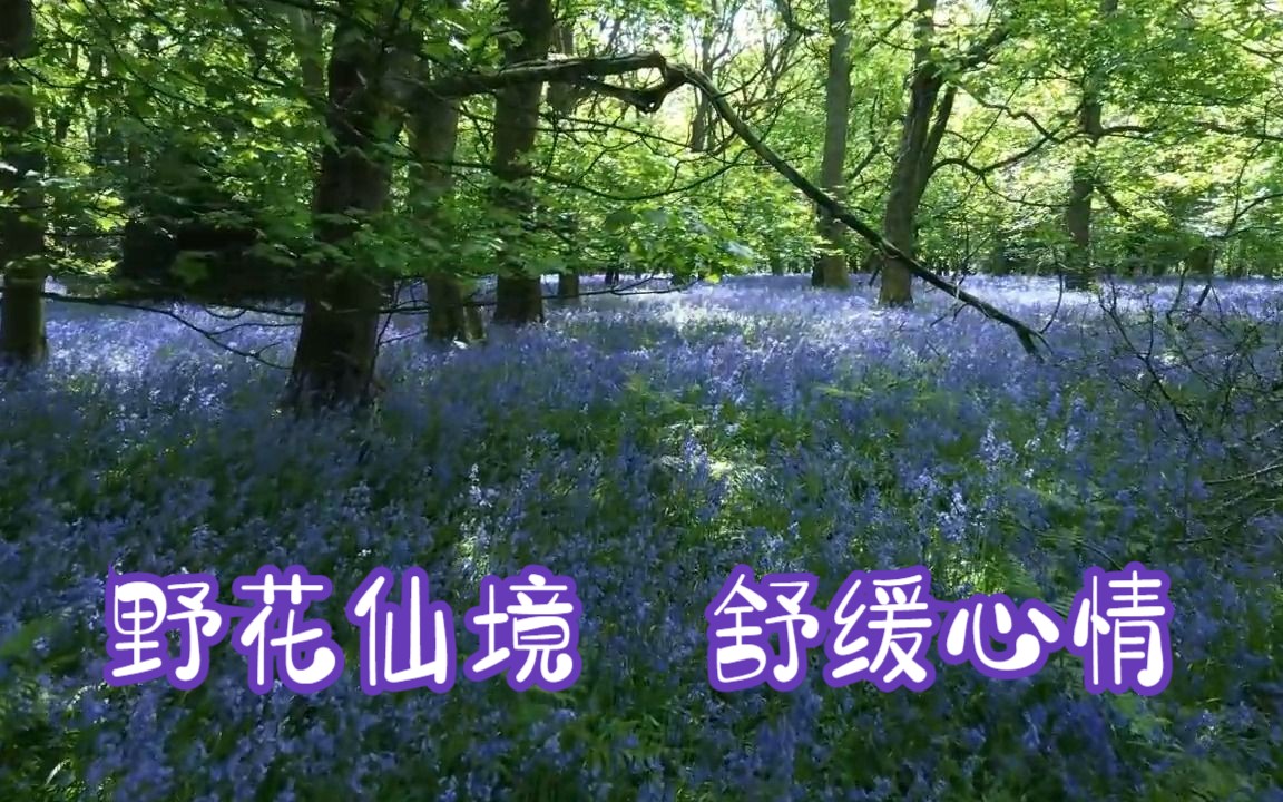 生机勃勃的风信子 森林中舒缓的自然之声是最好的！1小时白噪音