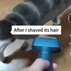 tiktok国外网友给自家猫咪剃猫后的反应