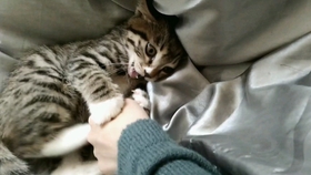 有什么办法让猫不咬手 a90962dd717b29887c436dabed6d9a01ed61b76d.jpg@280w_158h_1c_100q.jpg