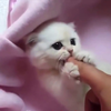 有只喜欢吮手指的奶猫 是怎样的体验