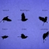 【VIMEO转载267】【鸟类、四足、多足参考】Bird Flight、Bug Gaits 、Animal Gaits 