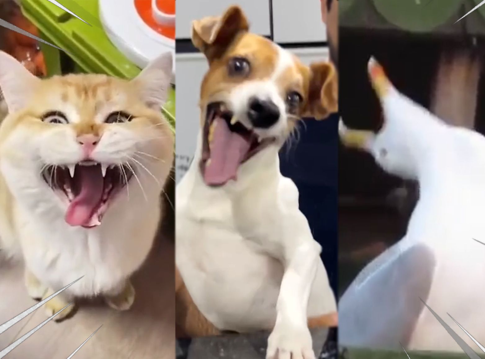 如何让动物开口笑出节奏？！