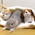 【激萌】兔兔趴在玩偶窝里也太可爱了！