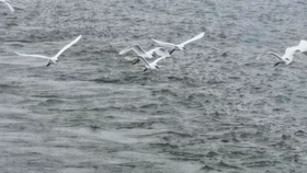 自由飞翔的鸟有虫吗 a95cf022bd30e94f22d772ade04ae9aaf2ec2636.jpg@280w_158h_1c_100q.jpg