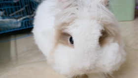 a95cf0579dde7fe773dc3ffeb854c487bec26a3a.jpg@280w_158h_1c_100q.jpg
