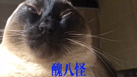 史上最丑的蓝猫 a96e06e9ebe4baf043867aa0e14daac5bcdd2d08.jpg@280w_158h_1c_100q.jpg