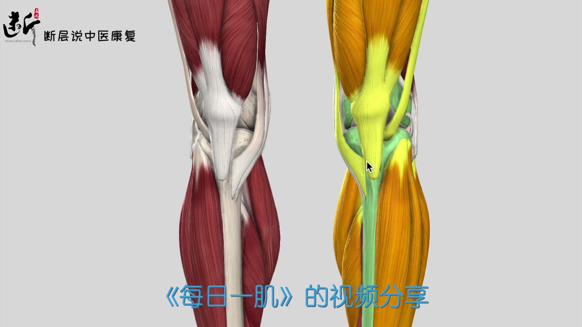 【干货】膝关节前、后、内、外疼痛分别怎么办？一条视频带你总结膝部肌肉！