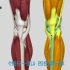 【干货】膝关节前、后、内、外疼痛分别怎么办？一条视频带你总结膝部肌肉！